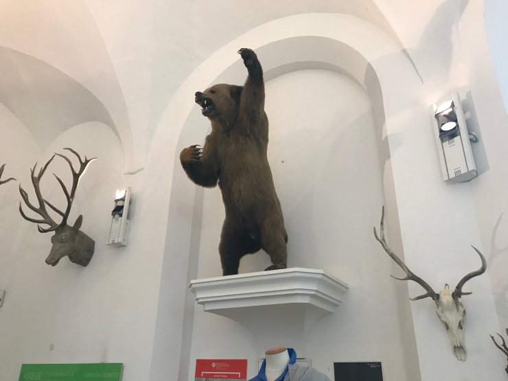 Stuffed Bear - German Hunting and Fishing Museum - Munich - Germany - Wahlmünchnerin